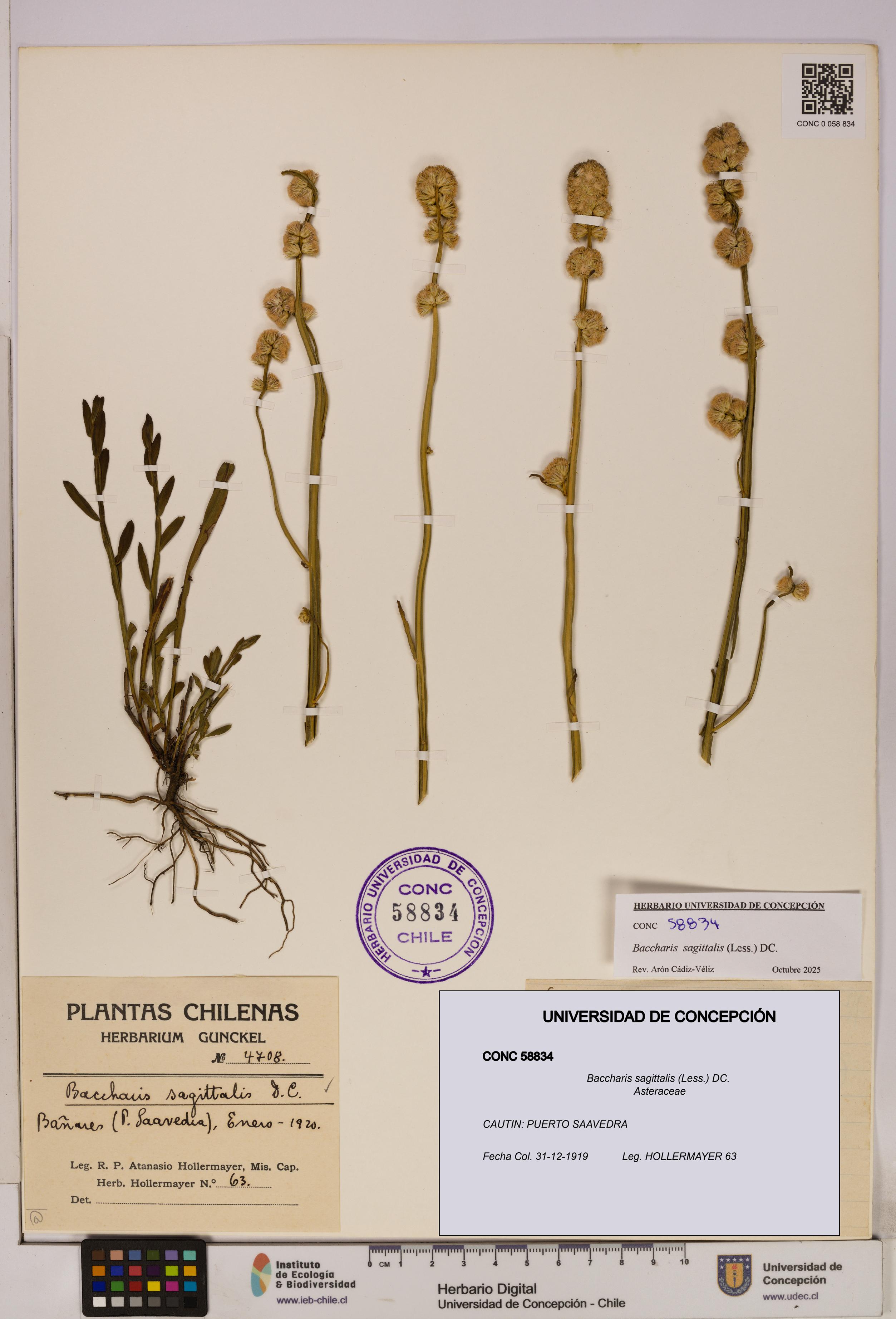 Baccharis sagittalis [Espécimen: UDEC:CONC:0058834]