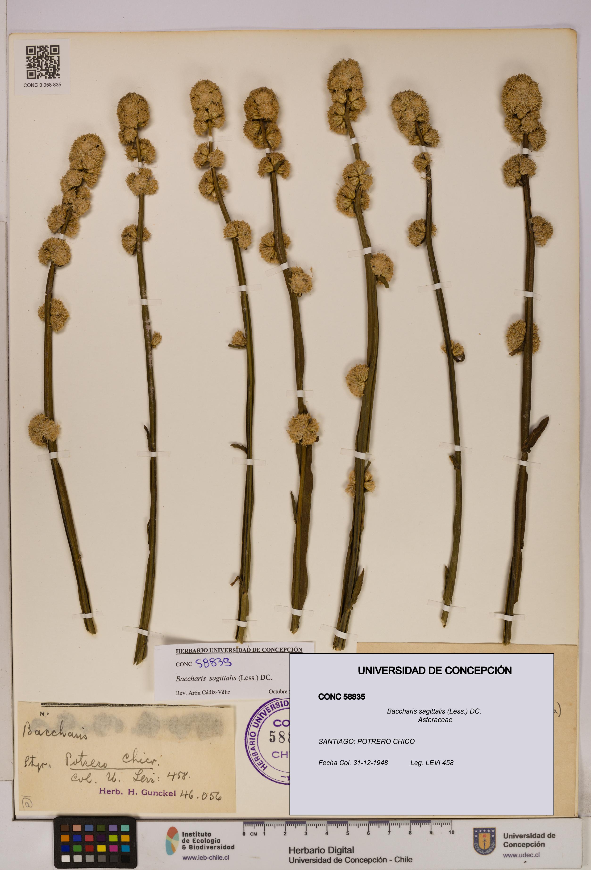 Baccharis sagittalis [Espécimen: UDEC:CONC:0058835]