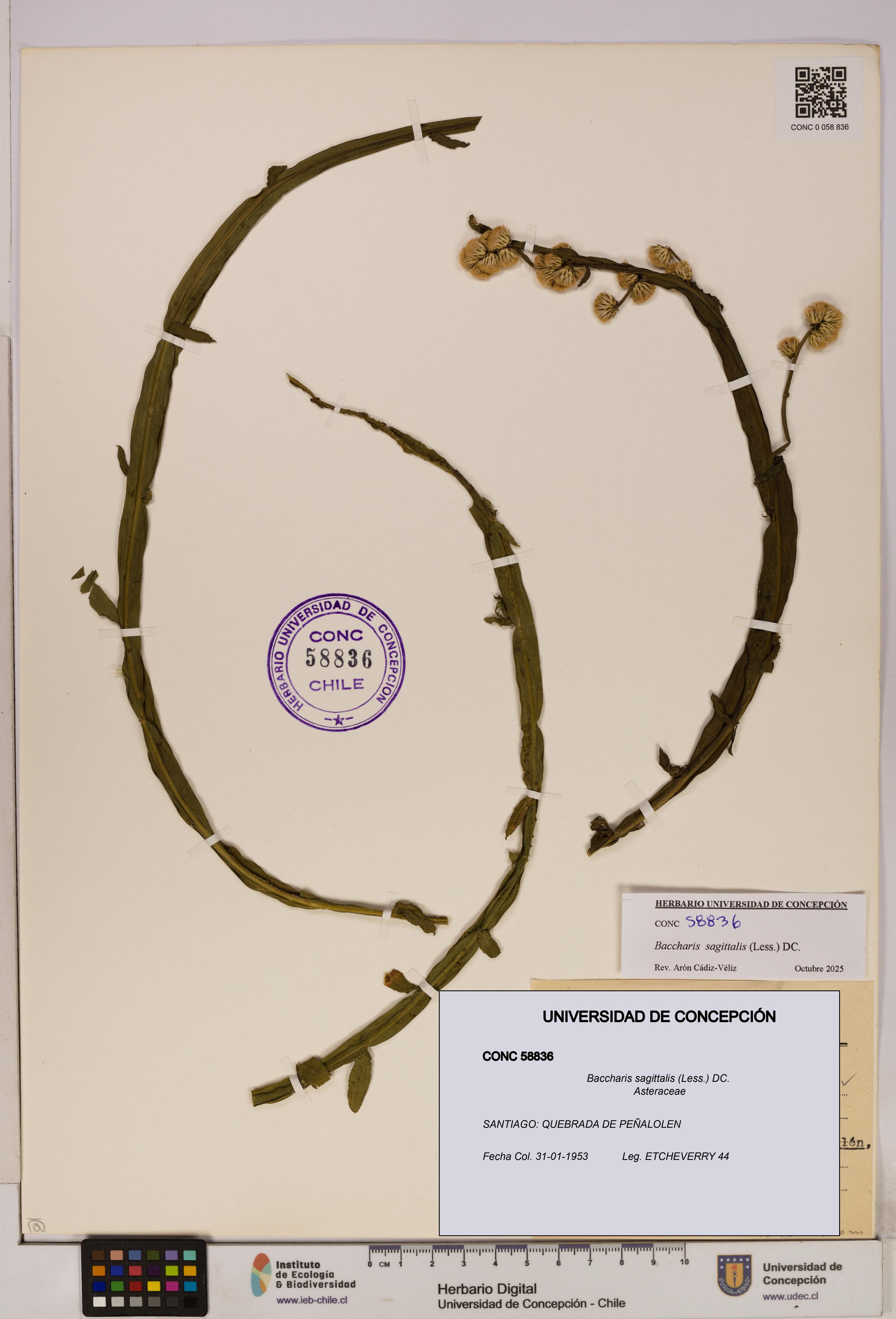 Baccharis sagittalis [Espécimen: UDEC:CONC:0058836]