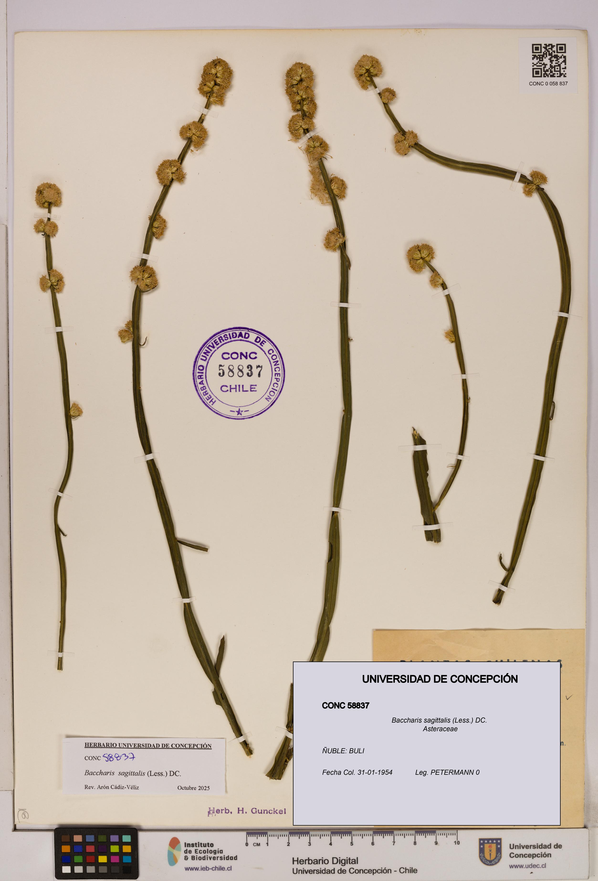 Baccharis sagittalis [Espécimen: UDEC:CONC:0058837]