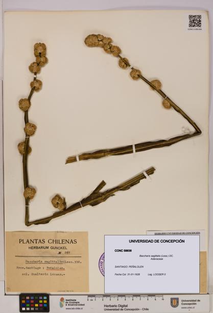 Baccharis sagittalis [Espécimen: UDEC:CONC:0058838]