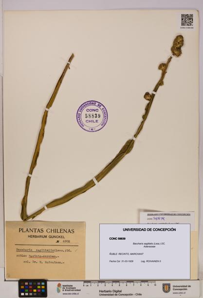 Baccharis sagittalis [Espécimen: UDEC:CONC:0058839]