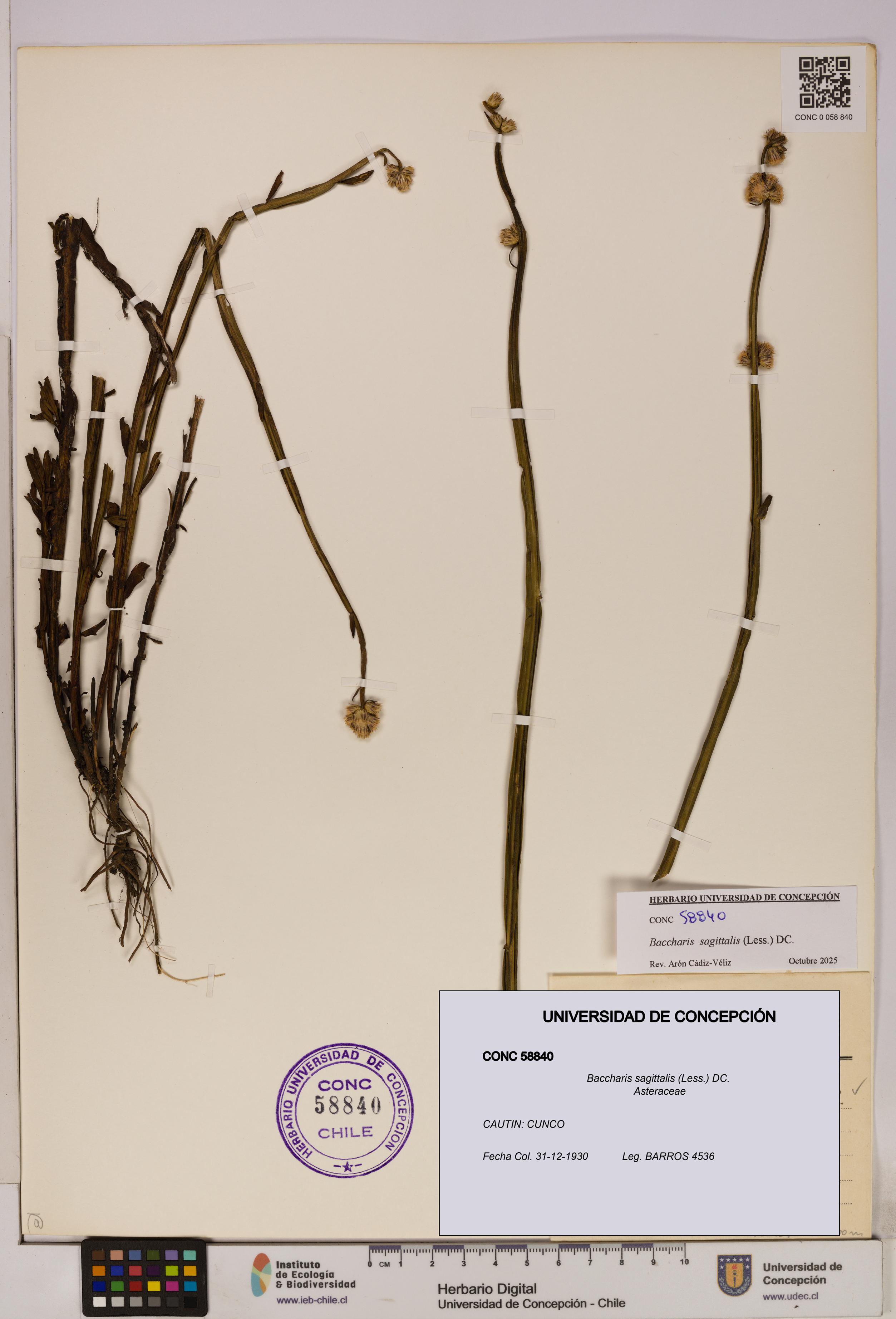 Baccharis sagittalis [Espécimen: UDEC:CONC:0058840]
