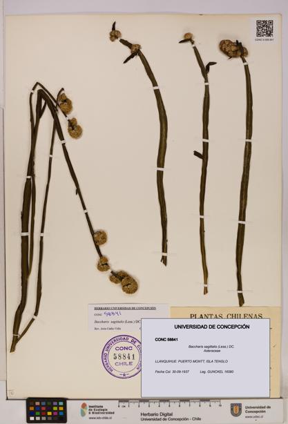 Baccharis sagittalis [Espécimen: UDEC:CONC:0058841]