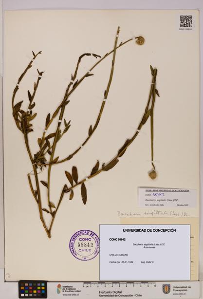 Baccharis sagittalis [Espécimen: UDEC:CONC:0058842]