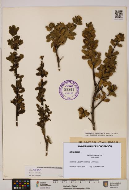 Baccharis patagonica [Espécimen: UDEC:CONC:0058865]