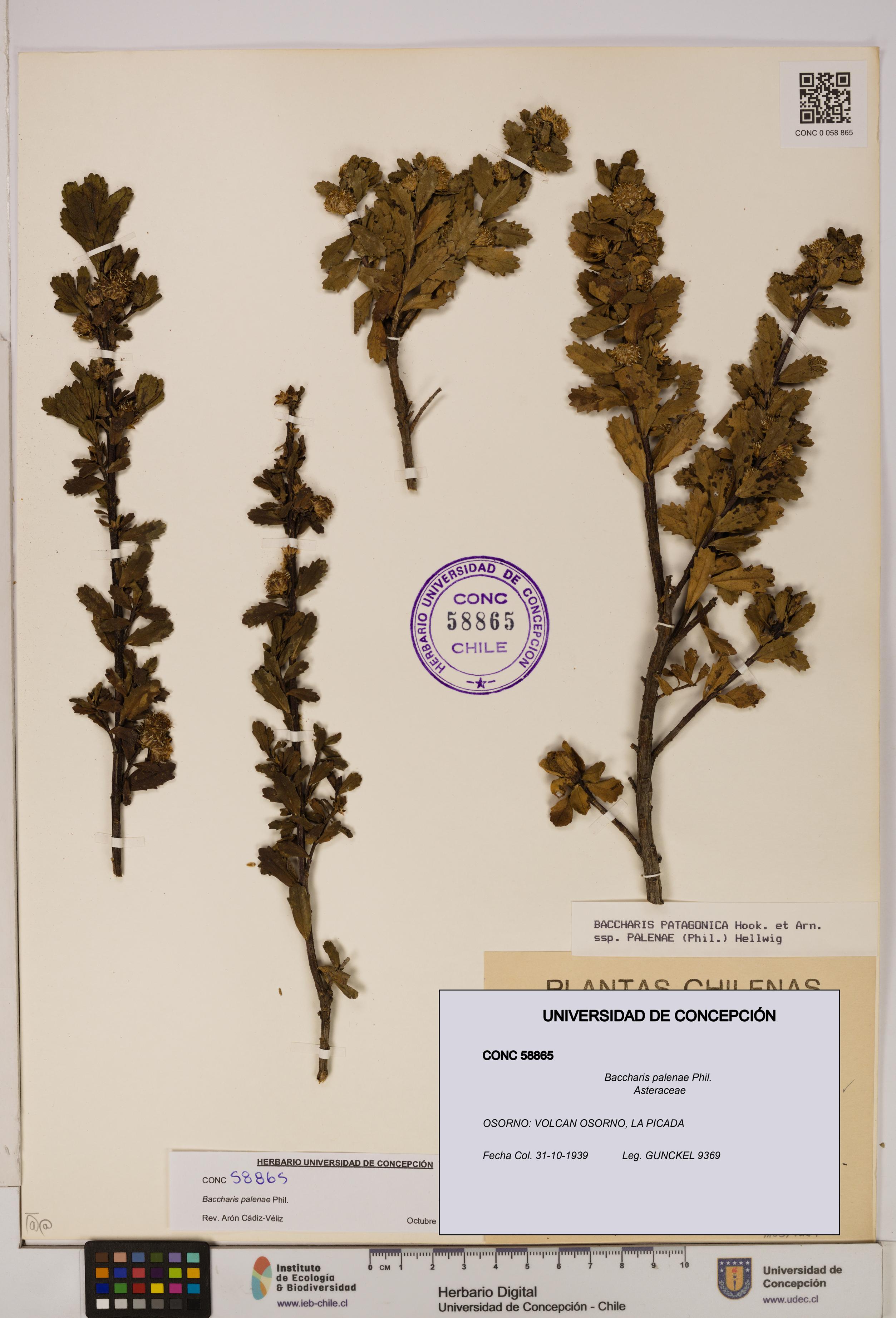 Baccharis patagonica [Espécimen: UDEC:CONC:0058865]
