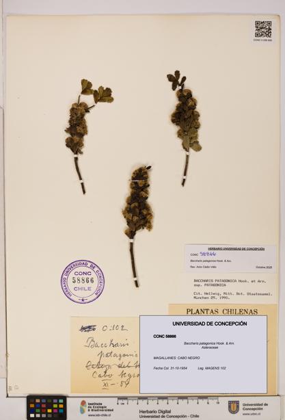 Baccharis patagonica [Espécimen: UDEC:CONC:0058866]