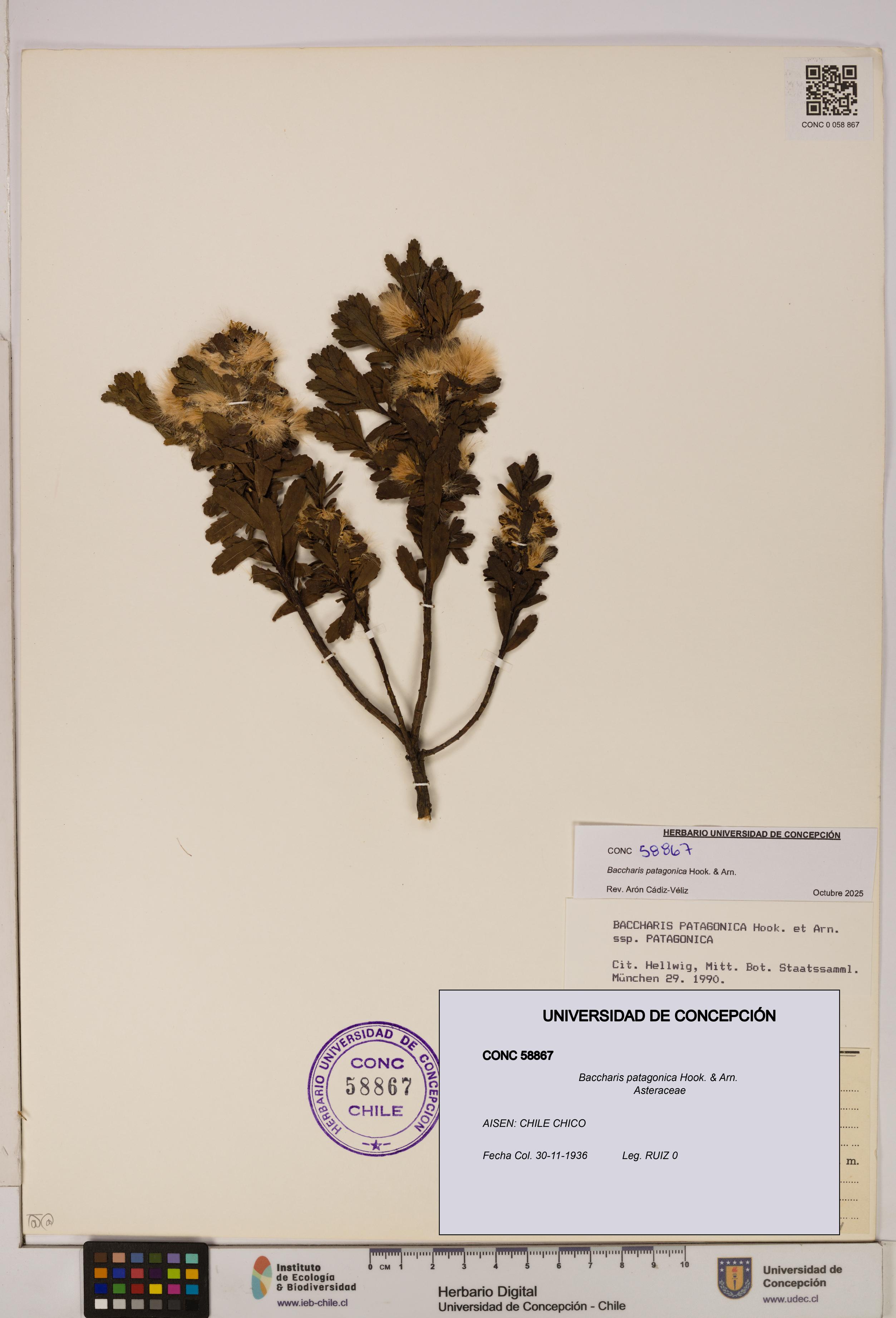 Baccharis patagonica [Espécimen: UDEC:CONC:0058867]
