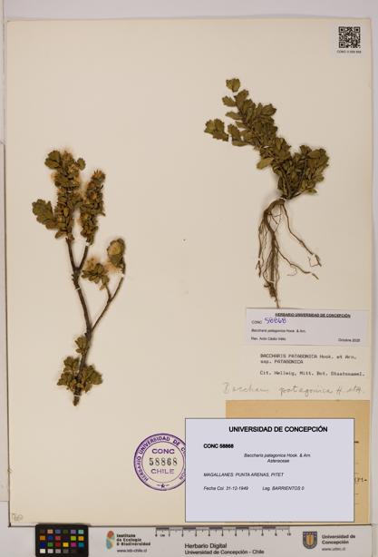 Baccharis patagonica [Espécimen: UDEC:CONC:0058868]