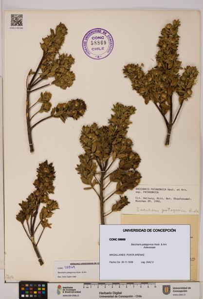 Baccharis patagonica [Espécimen: UDEC:CONC:0058869]
