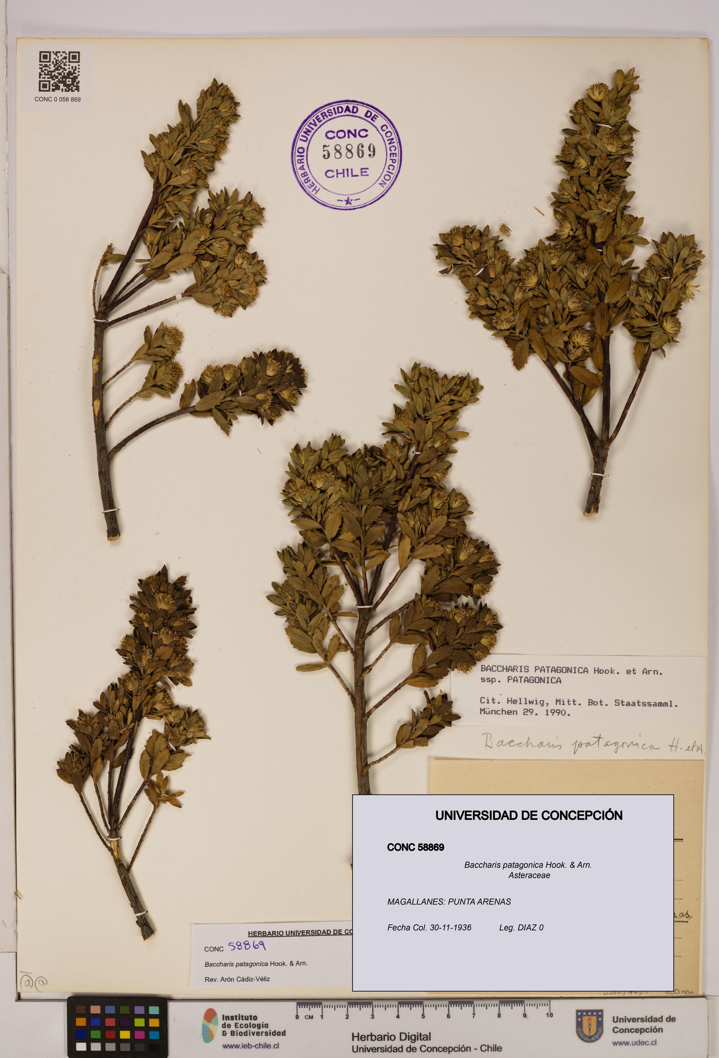 Baccharis patagonica [Espécimen: UDEC:CONC:0058869]