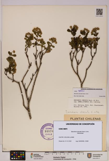 Baccharis obovata [Espécimen: UDEC:CONC:0058870]