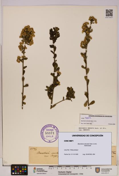Baccharis obovata [Espécimen: UDEC:CONC:0058871]