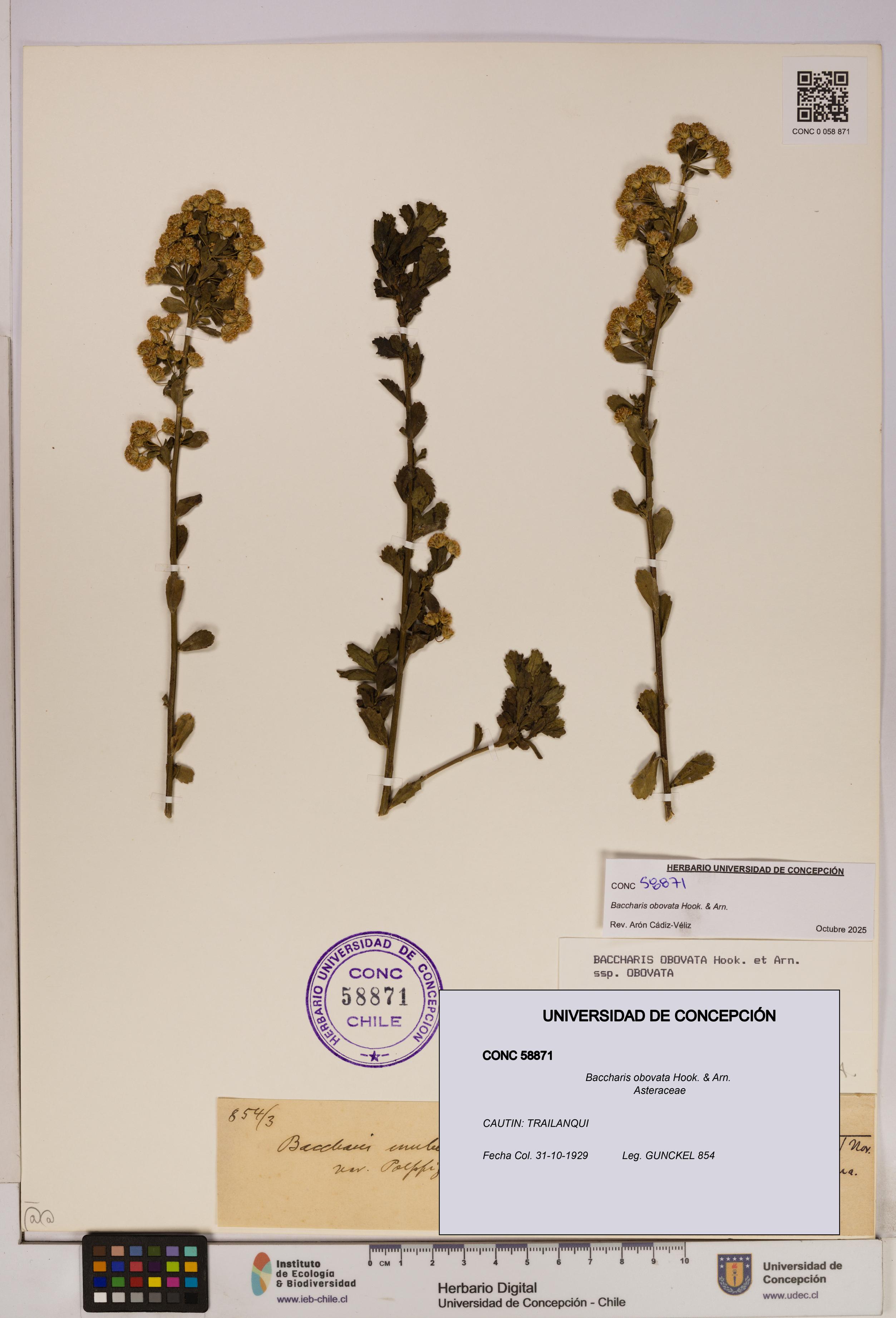 Baccharis obovata [Espécimen: UDEC:CONC:0058871]