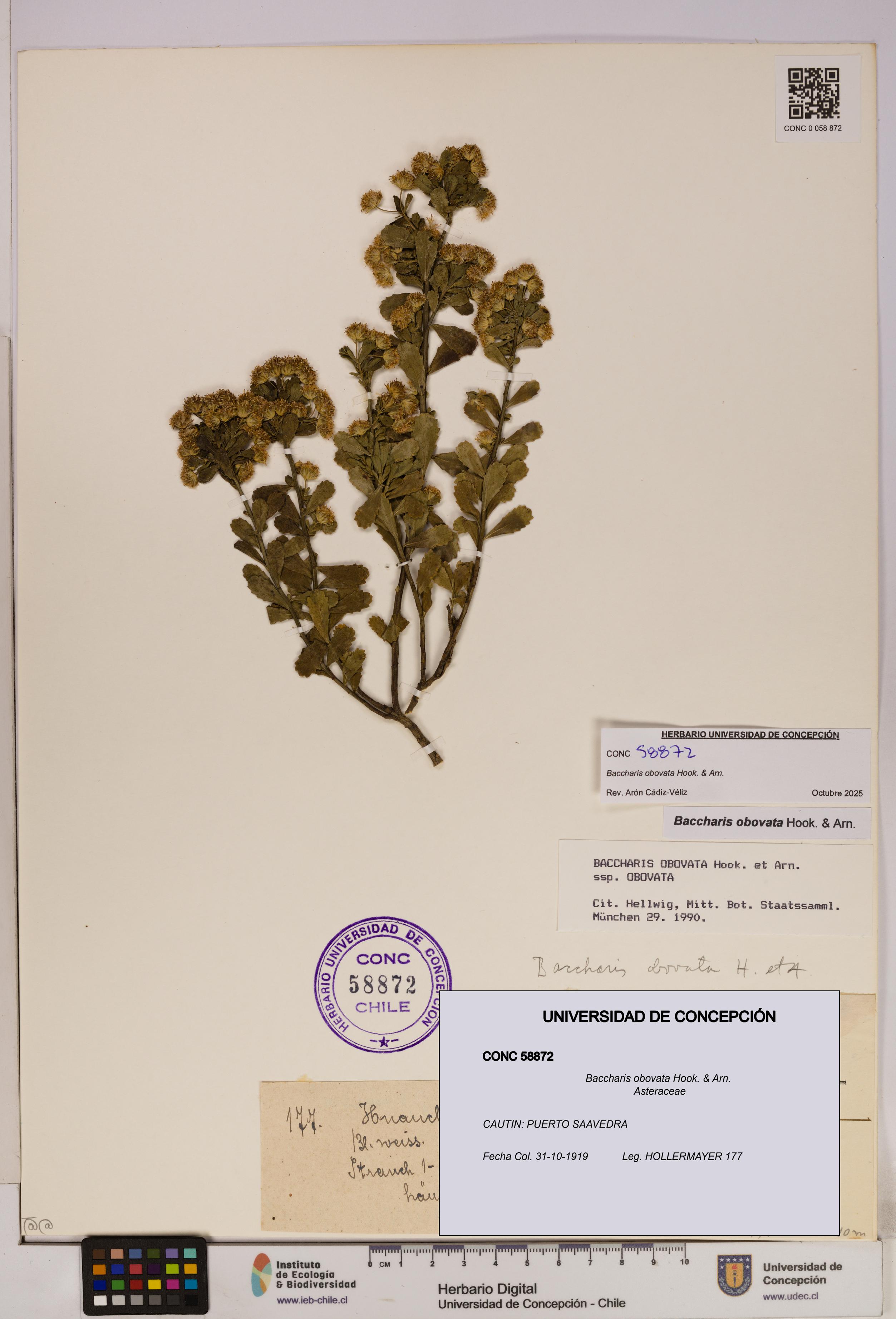 Baccharis obovata [Espécimen: UDEC:CONC:0058872]