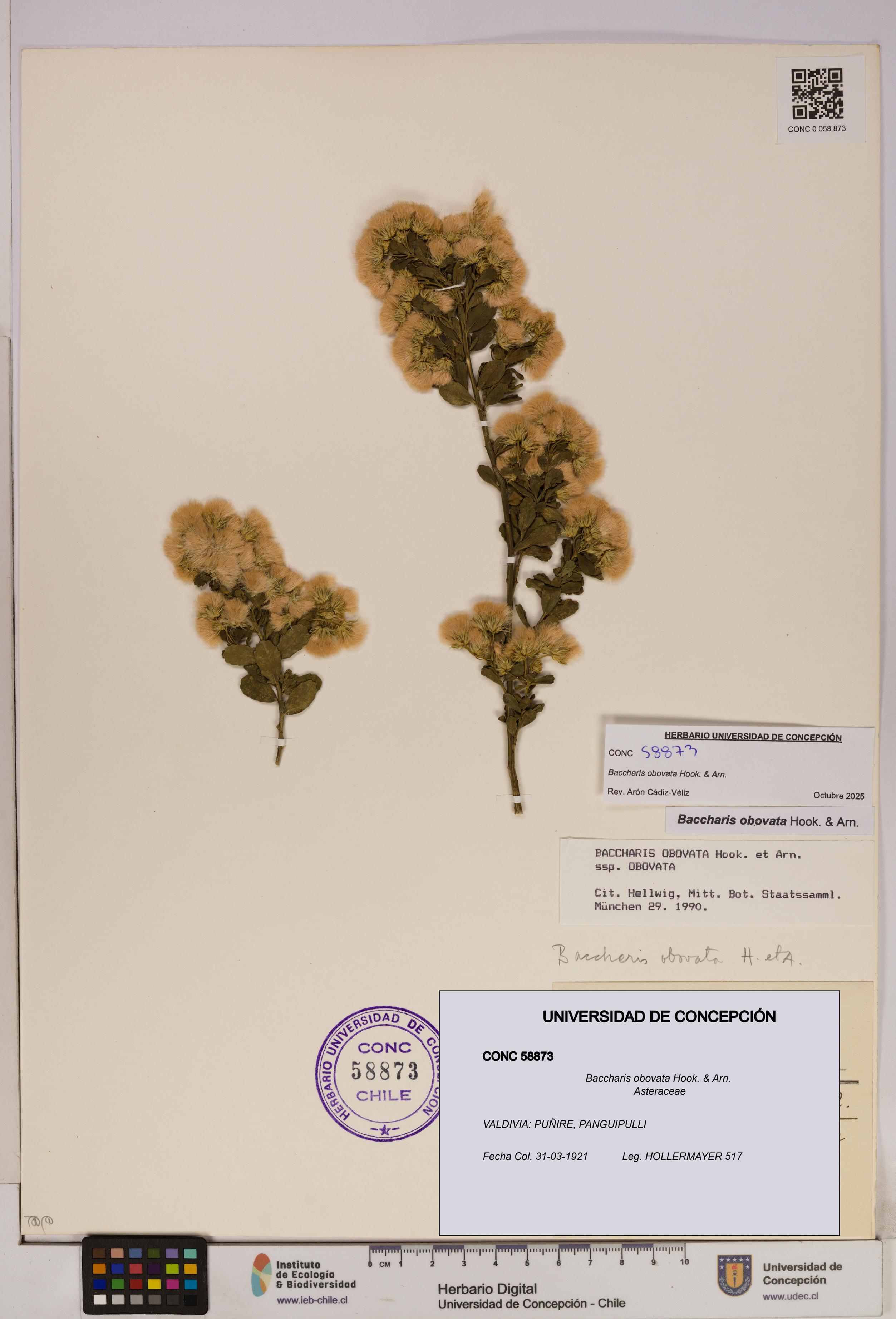 Baccharis obovata [Espécimen: UDEC:CONC:0058873]