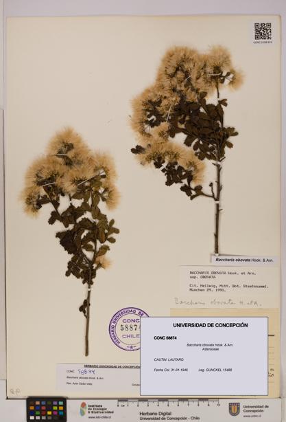 Baccharis obovata [Espécimen: UDEC:CONC:0058874]