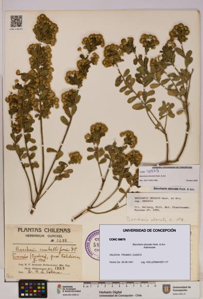 Baccharis obovata [Espécimen: UDEC:CONC:0058875]