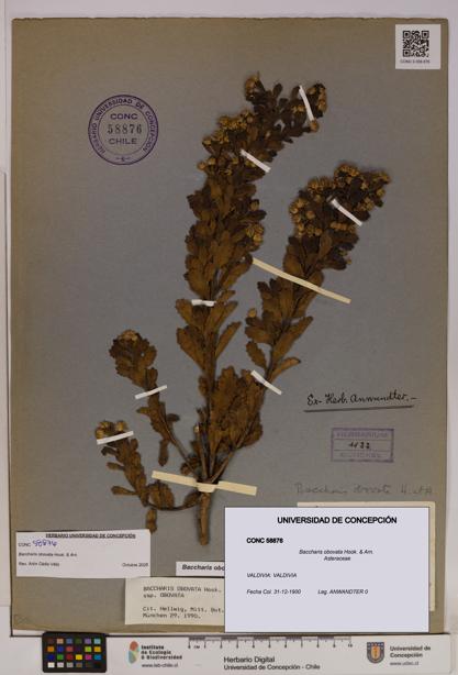 Baccharis obovata [Espécimen: UDEC:CONC:0058876]