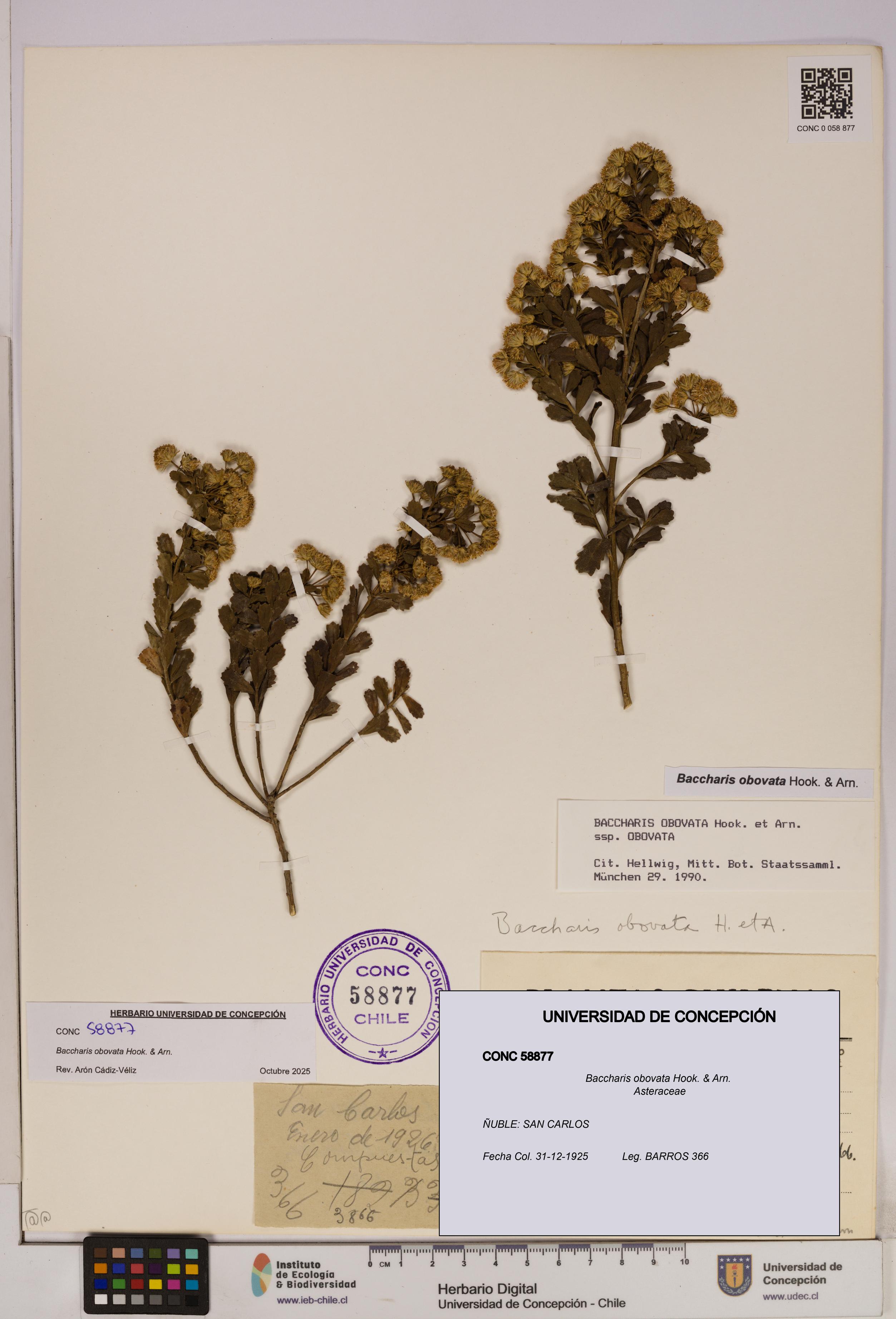 Baccharis obovata [Espécimen: UDEC:CONC:0058877]