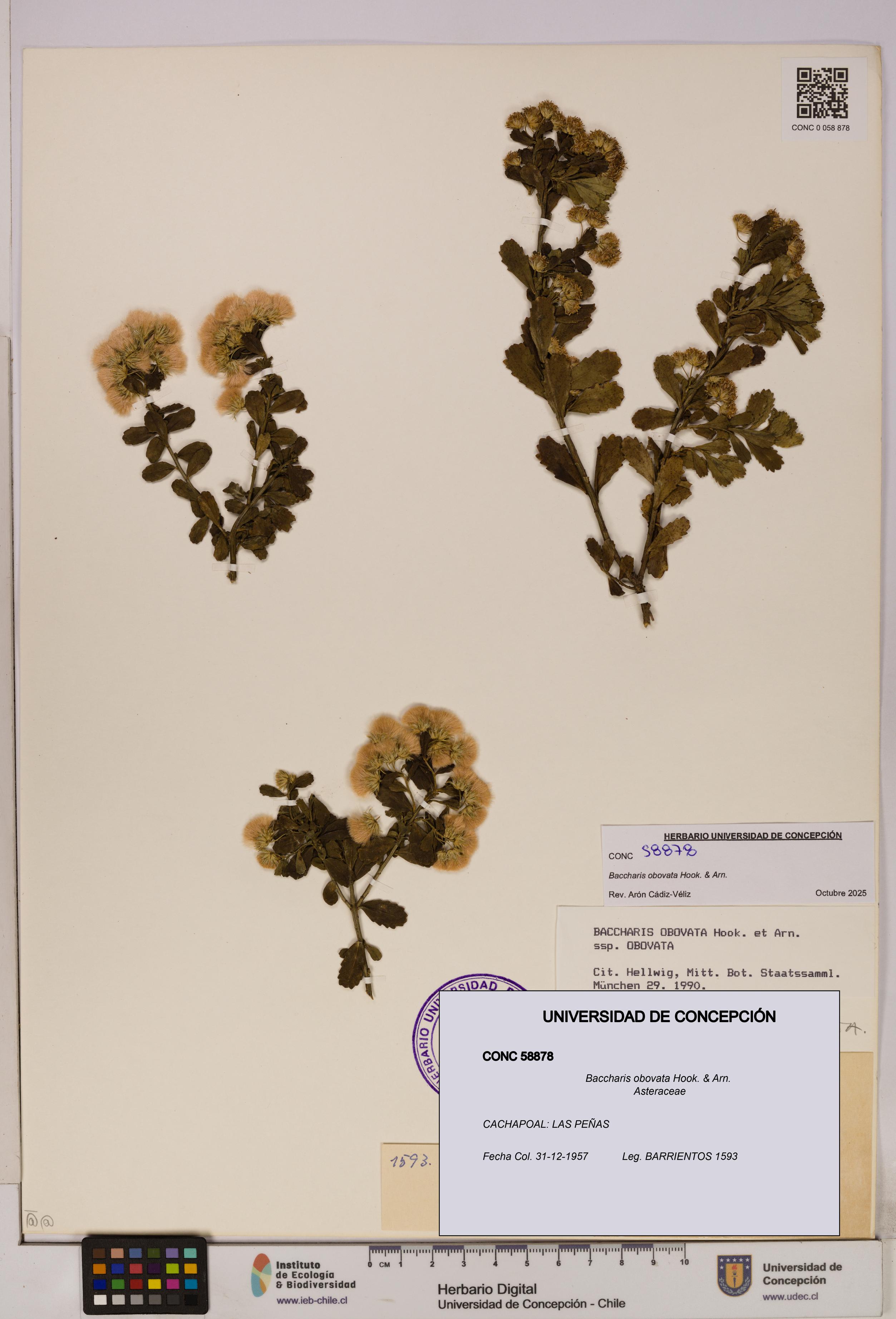 Baccharis obovata [Espécimen: UDEC:CONC:0058878]
