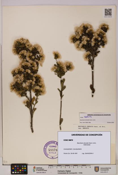Baccharis obovata [Espécimen: UDEC:CONC:0058879]