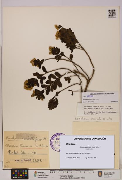 Baccharis obovata [Espécimen: UDEC:CONC:0058880]