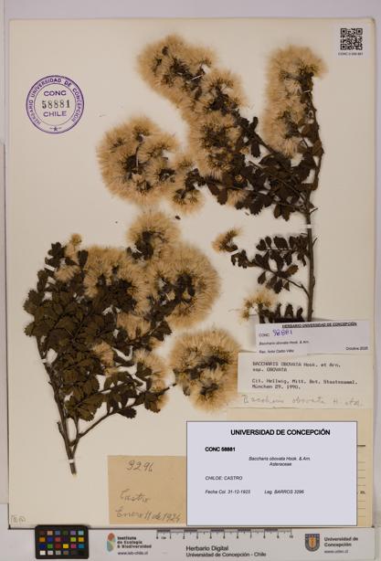 Baccharis obovata [Espécimen: UDEC:CONC:0058881]