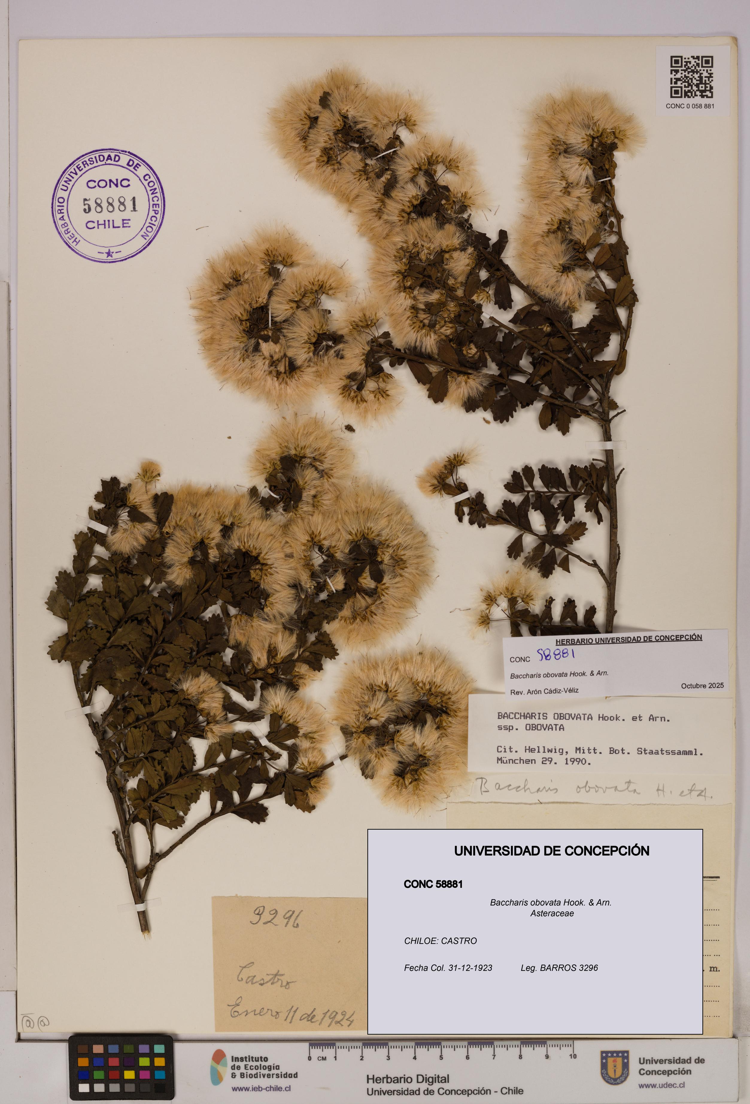 Baccharis obovata [Espécimen: UDEC:CONC:0058881]