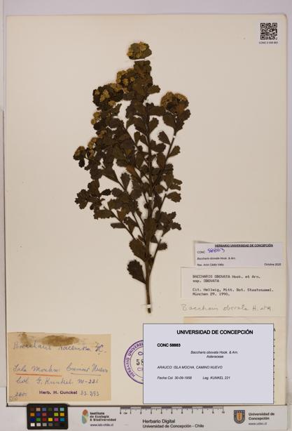 Baccharis obovata [Espécimen: UDEC:CONC:0058883]