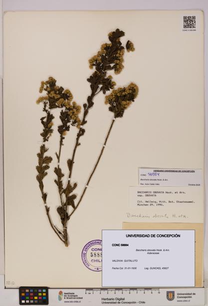 Baccharis obovata [Espécimen: UDEC:CONC:0058884]
