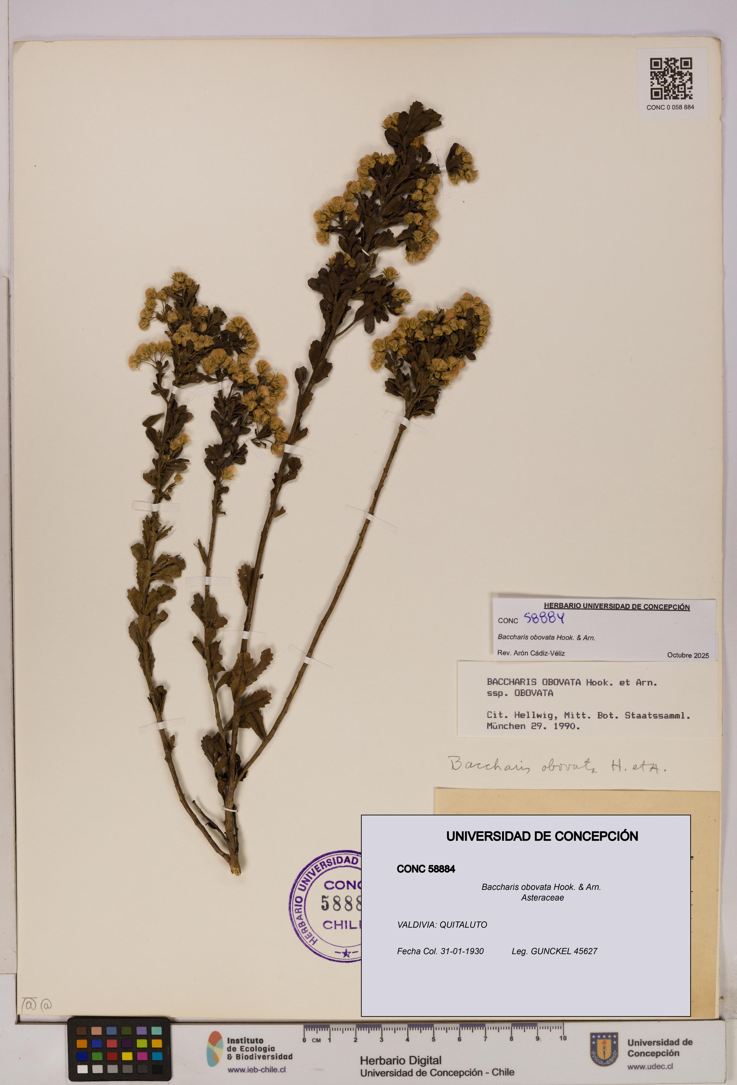 Baccharis obovata [Espécimen: UDEC:CONC:0058884]
