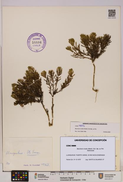 Baccharis nivalis [Espécimen: UDEC:CONC:0058886]