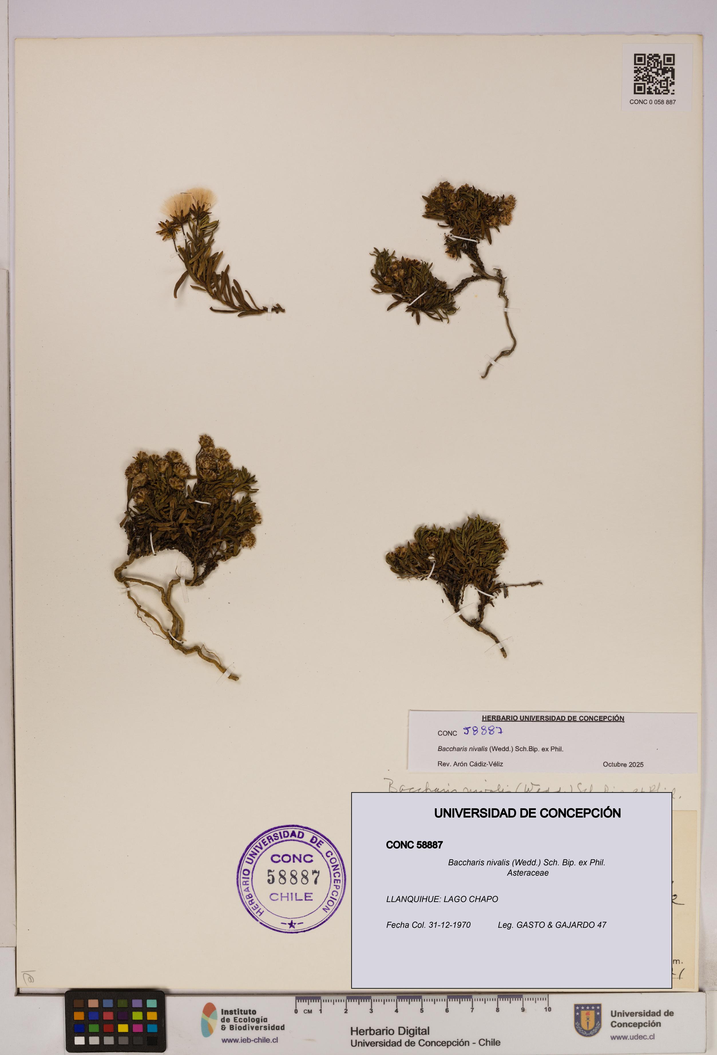Baccharis nivalis [Espécimen: UDEC:CONC:0058887]