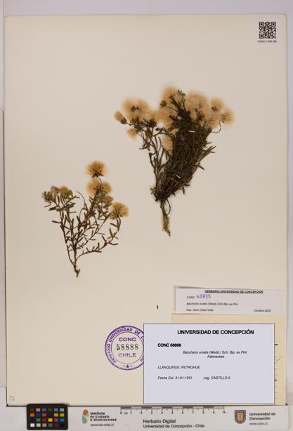 Baccharis nivalis [Espécimen: UDEC:CONC:0058888]