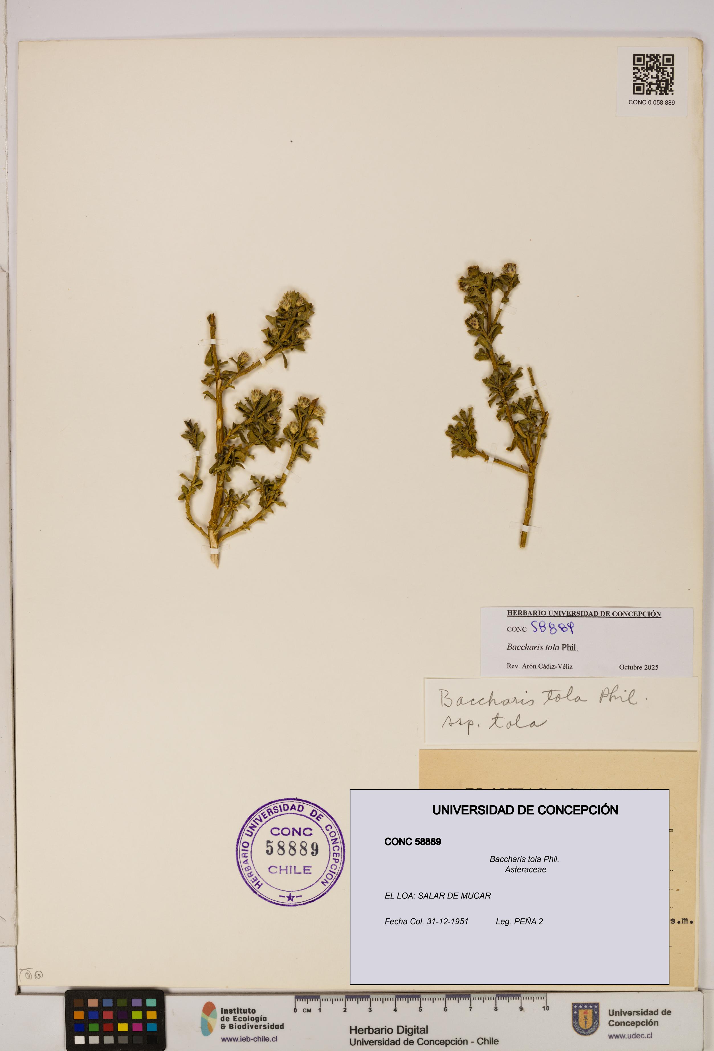 Baccharis tola [Espécimen: UDEC:CONC:0058889]
