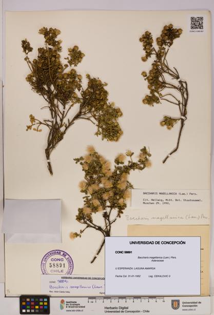 Baccharis magellanica [Espécimen: UDEC:CONC:0058891]