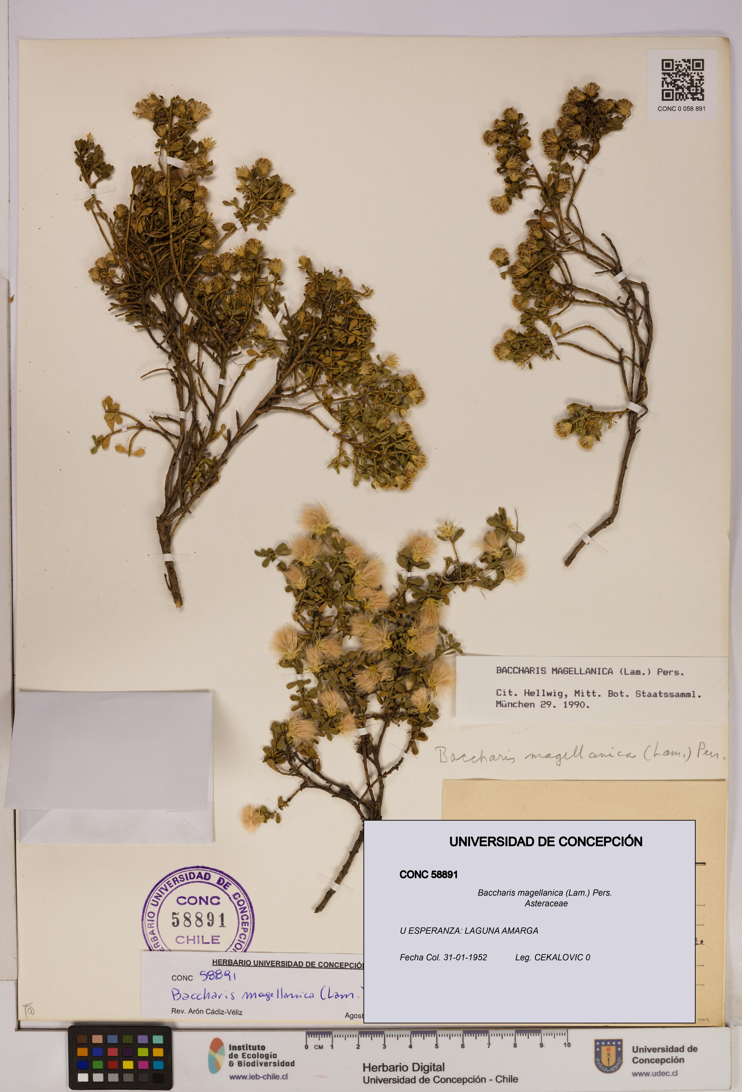 Baccharis magellanica [Espécimen: UDEC:CONC:0058891]