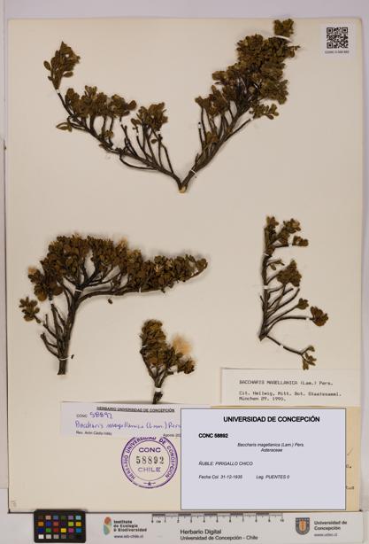 Baccharis magellanica [Espécimen: UDEC:CONC:0058892]