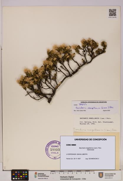 Baccharis magellanica [Espécimen: UDEC:CONC:0058893]