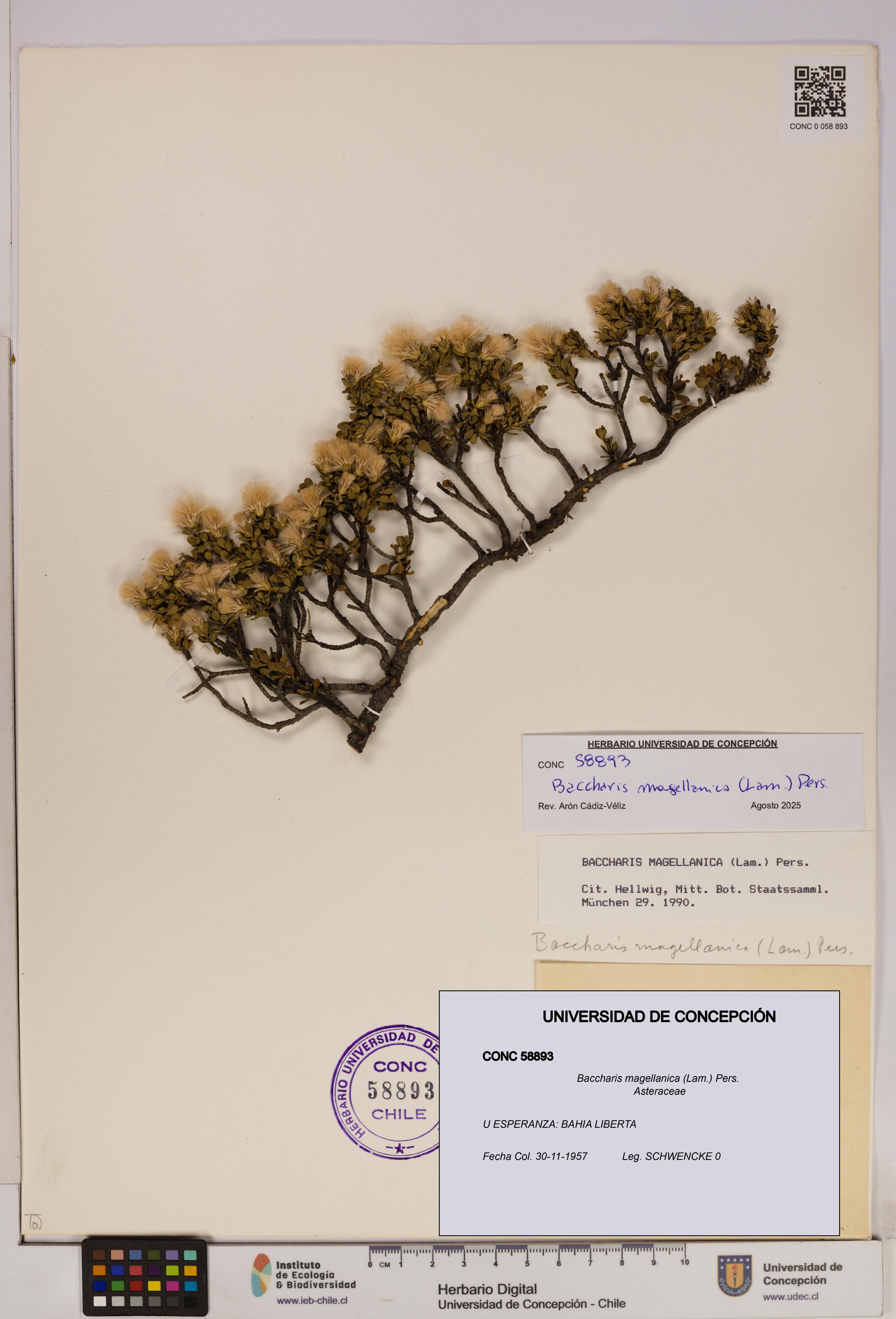 Baccharis magellanica [Espécimen: UDEC:CONC:0058893]