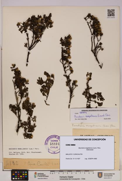 Baccharis magellanica [Espécimen: UDEC:CONC:0058894]