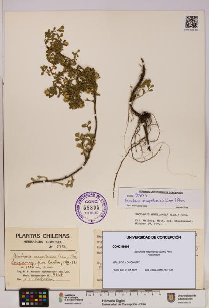 Baccharis magellanica [Espécimen: UDEC:CONC:0058895]