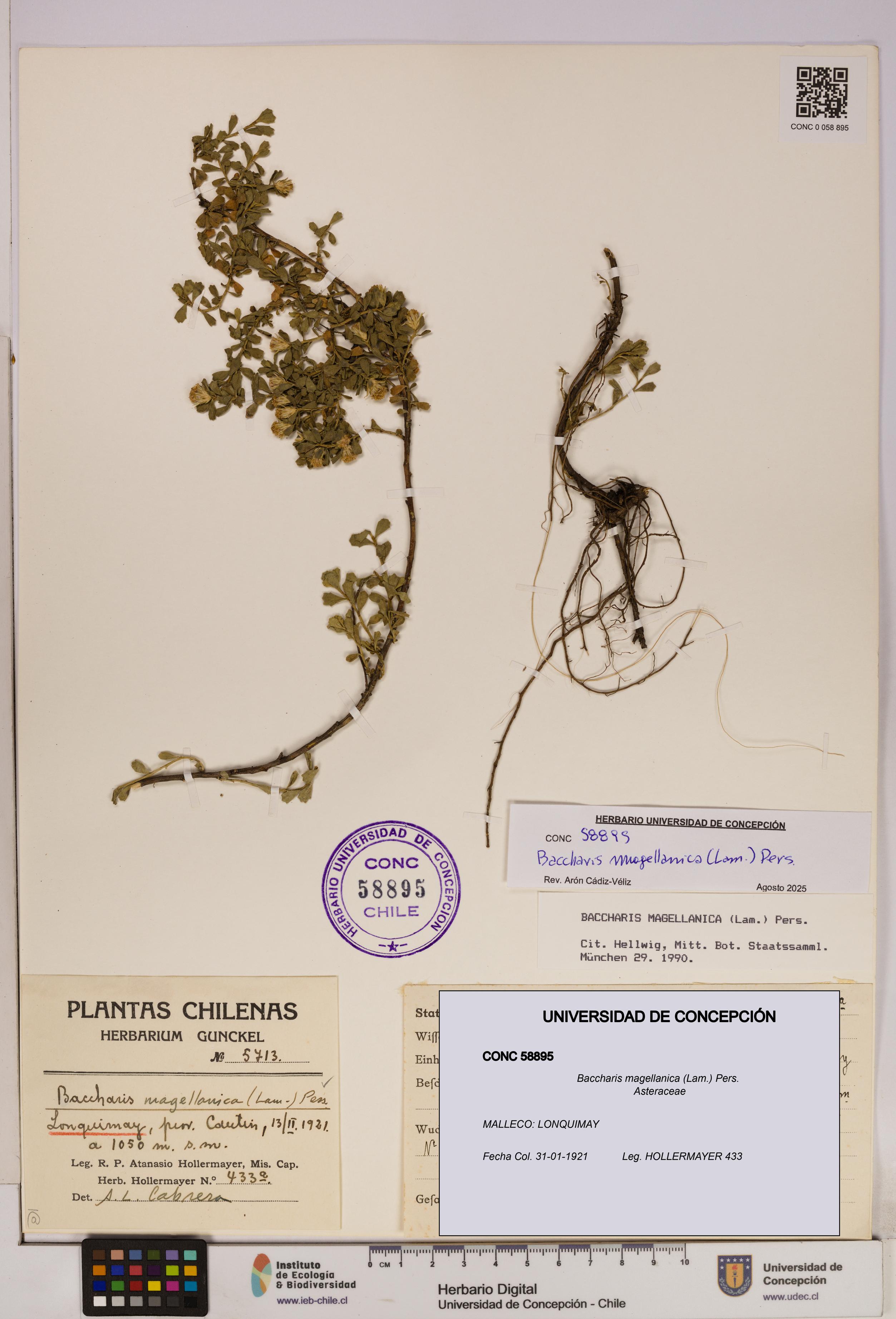 Baccharis magellanica [Espécimen: UDEC:CONC:0058895]