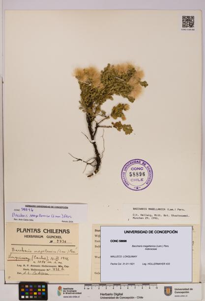 Baccharis magellanica [Espécimen: UDEC:CONC:0058896]