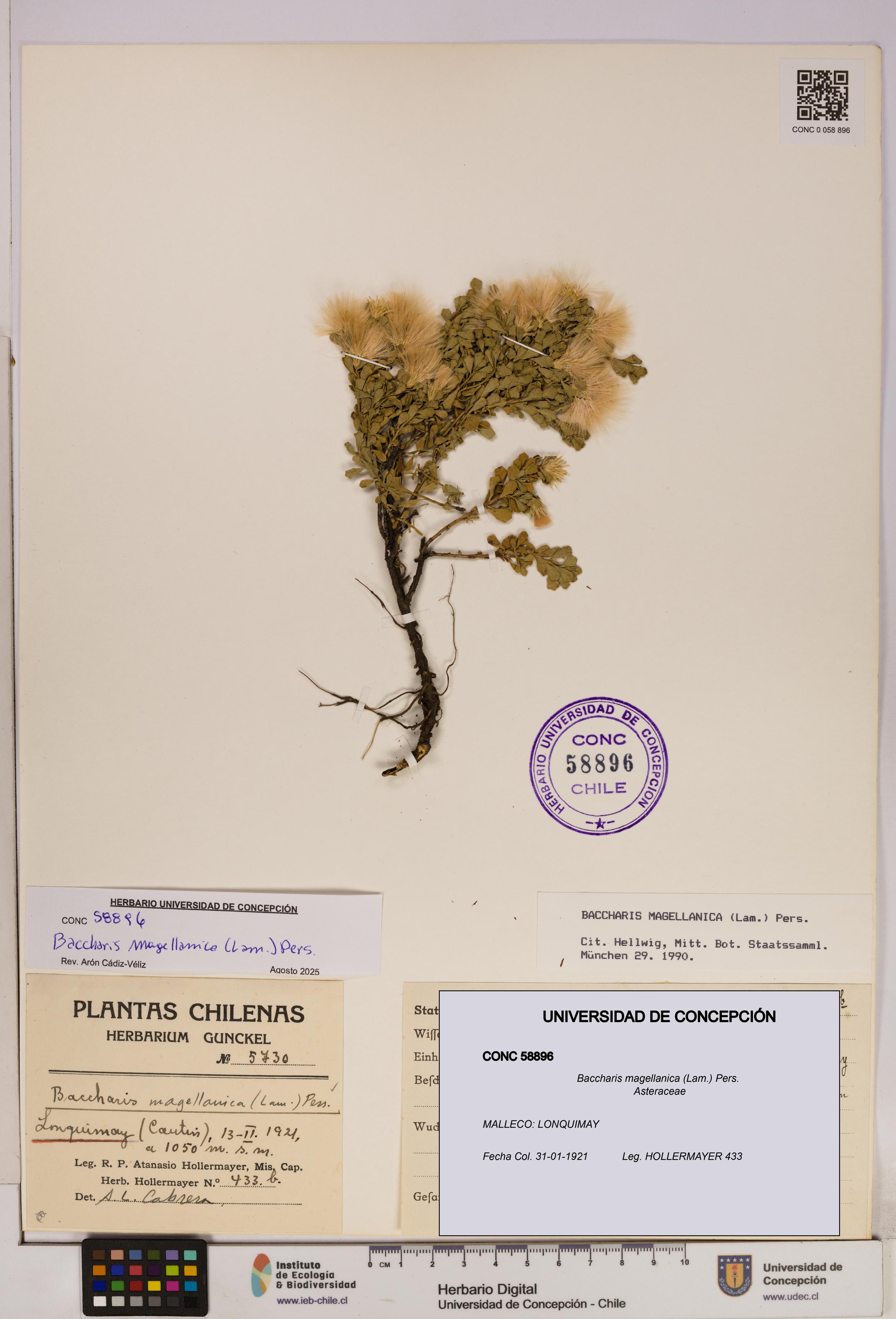 Baccharis magellanica [Espécimen: UDEC:CONC:0058896]