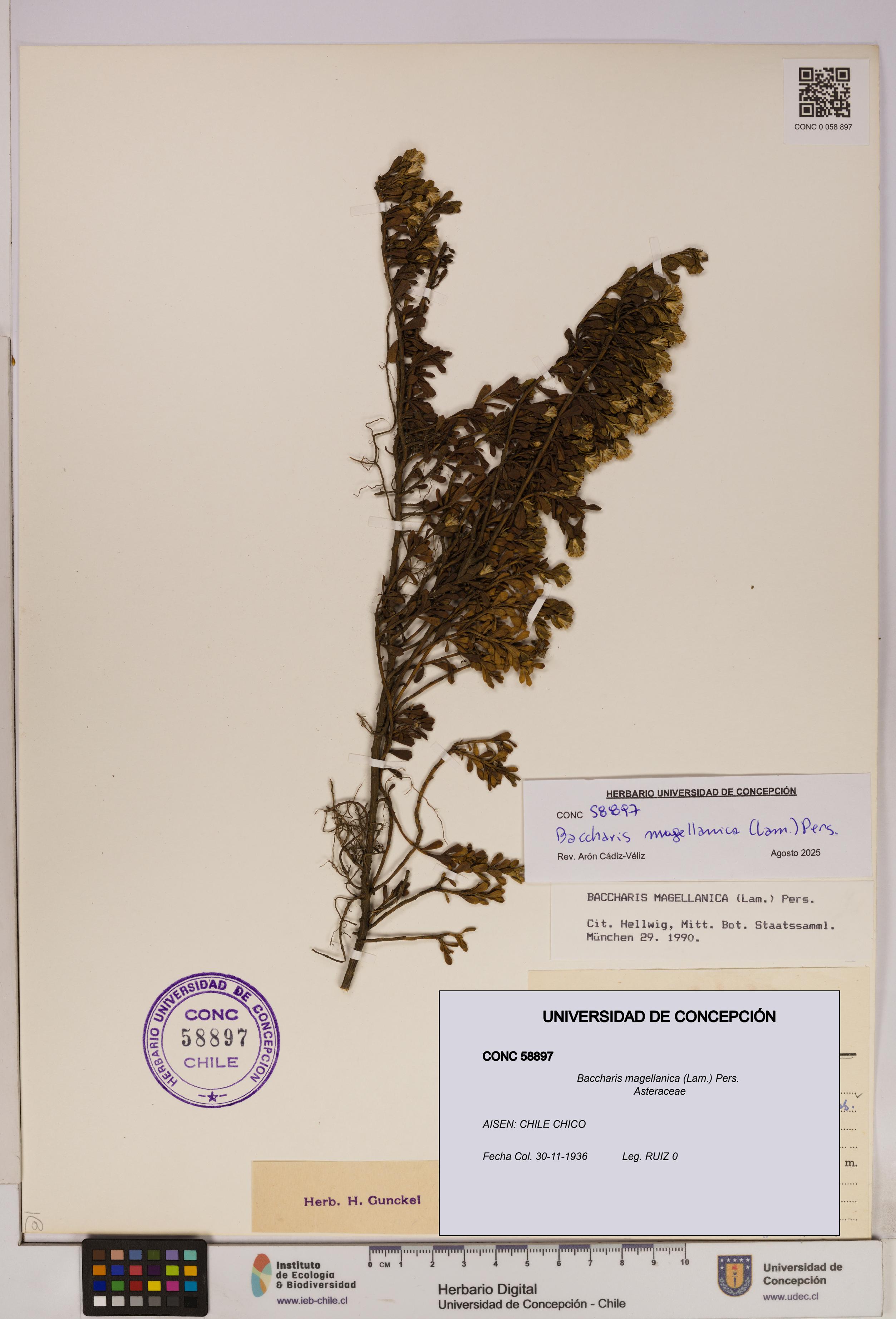 Baccharis magellanica [Espécimen: UDEC:CONC:0058897]