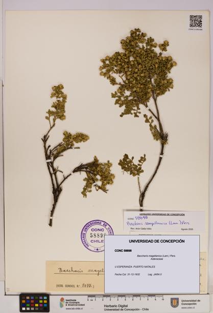 Baccharis magellanica [Espécimen: UDEC:CONC:0058898]