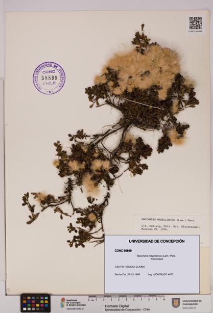 Baccharis magellanica [Espécimen: UDEC:CONC:0058899]